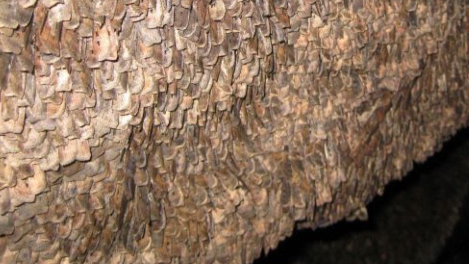 Australian moth becomes first-known insect to...